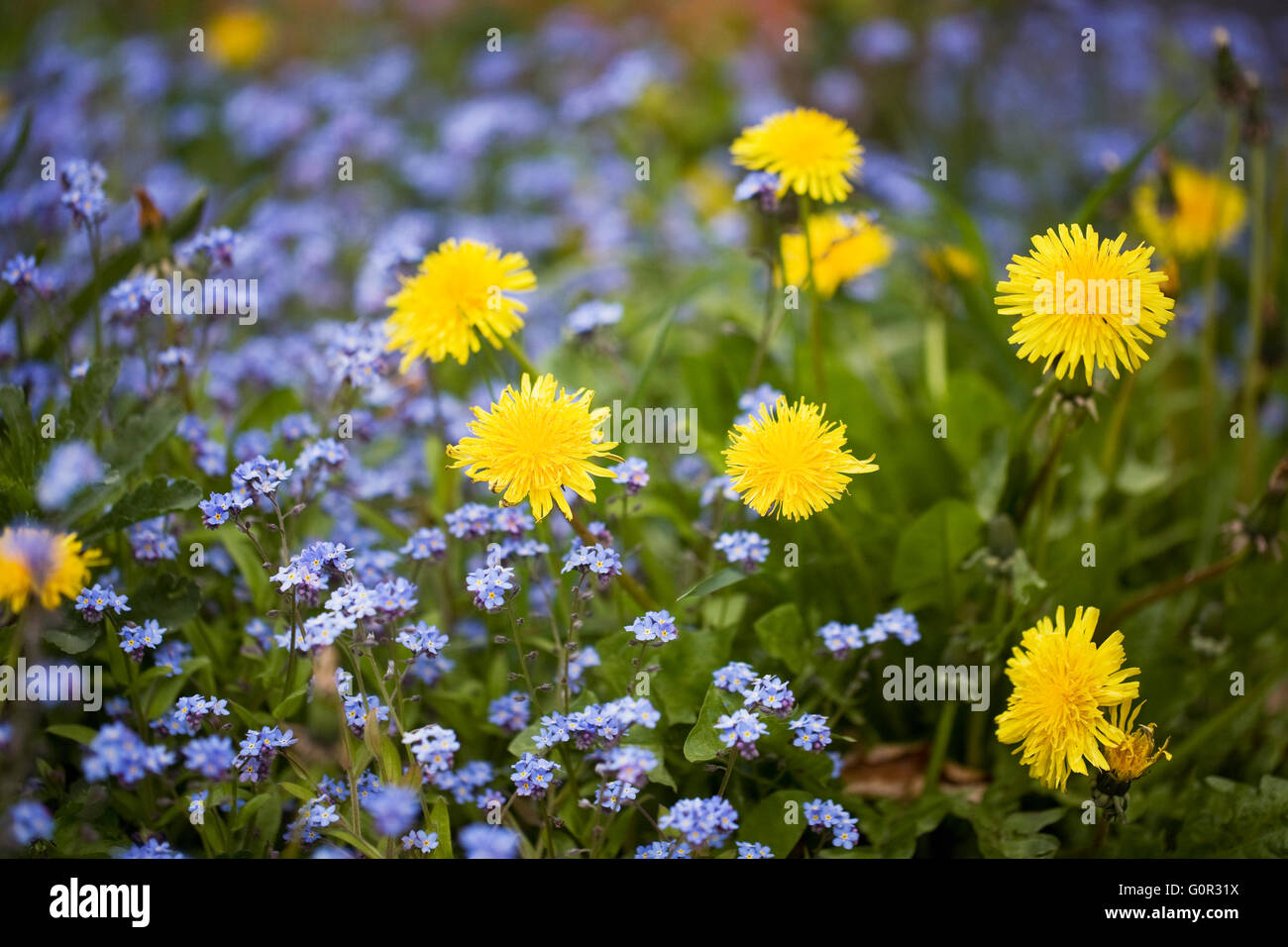 Taraxacum officinale e Myosotis sylvatica. Tarassaco e Dimenticare me not. Foto Stock