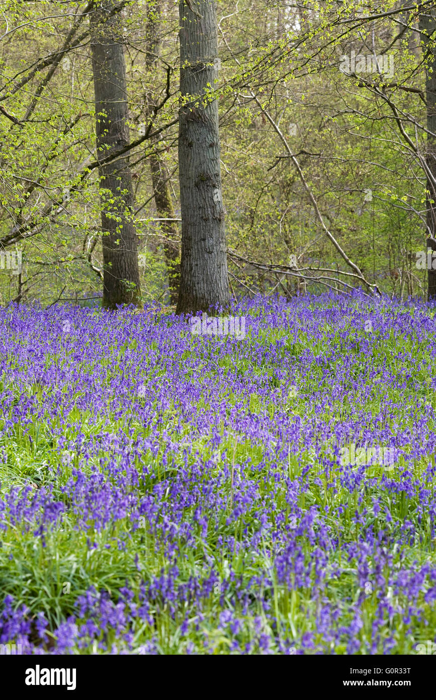 Hyacinthoides non scripta. English bluebell legno in primavera. Foto Stock