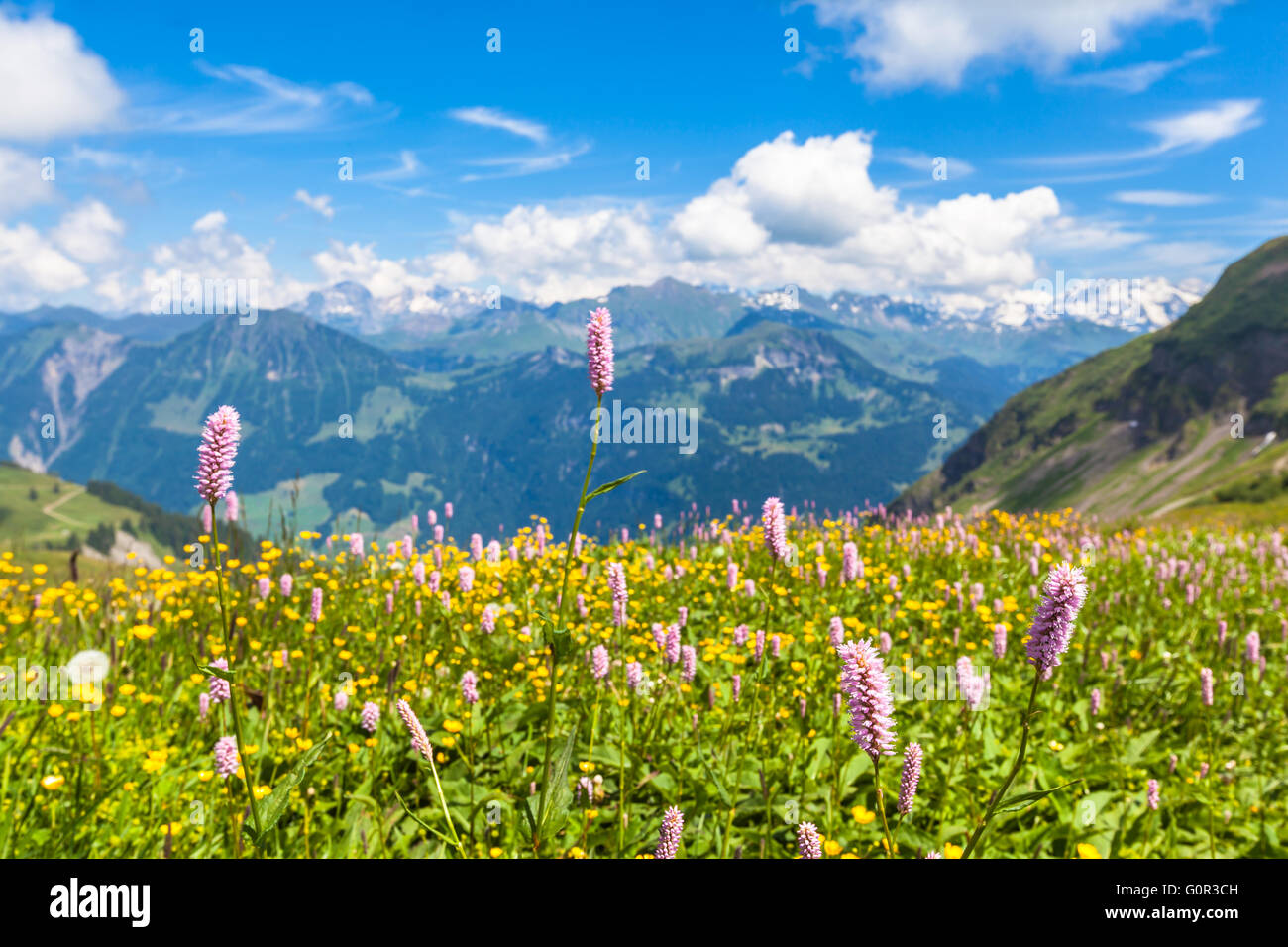 Splendida vista sul sentiero escursionistico su Oberland bernese con splendidi fiori in primo piano e sfocata la gamma della montagna delle Alpi Foto Stock