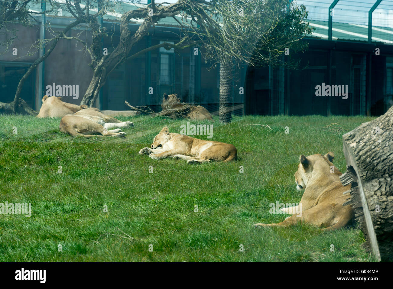 I Lions in cattività - Pembrokeshire wales Foto Stock