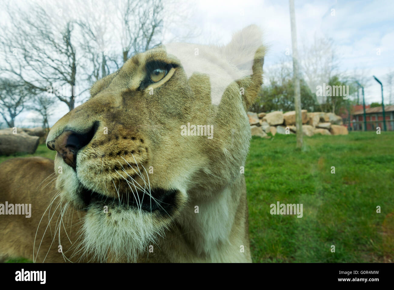 I Lions in cattività - Pembrokeshire wales Foto Stock