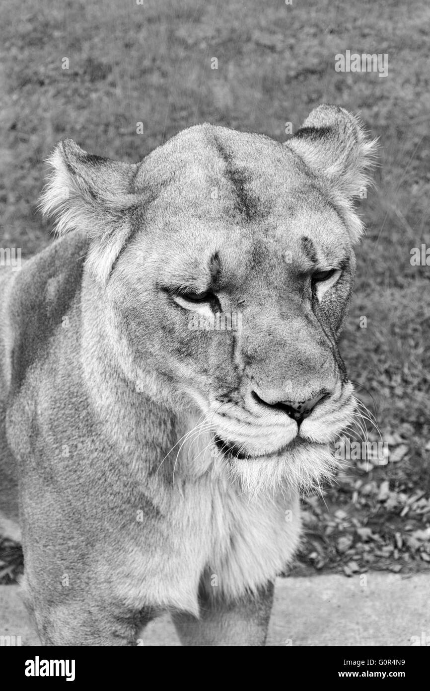 I Lions in cattività - Pembrokeshire wales Foto Stock