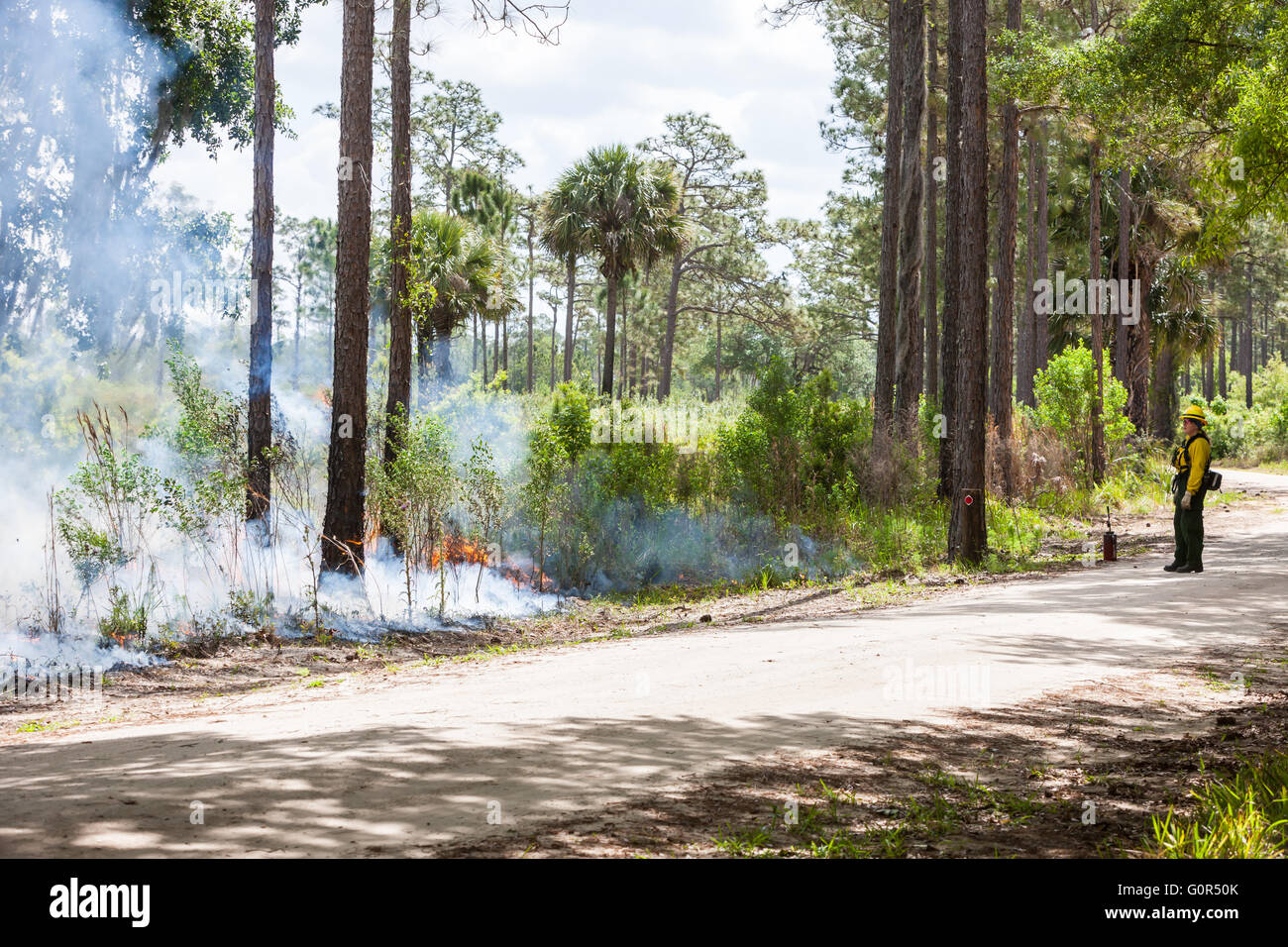 Florida Park Il personale di servizio di eseguire un prescritto bruciano in pine flatwoods delle Highlands amaca parco dello stato a Sebring, Florida. Foto Stock