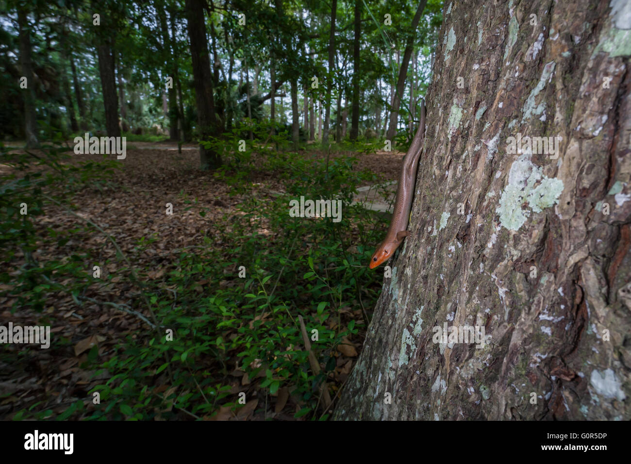 Un maschio di ampia capo-Skink (Plestiodon laticeps) indagini nei suoi dintorni dal lato di una quercia. Foto Stock