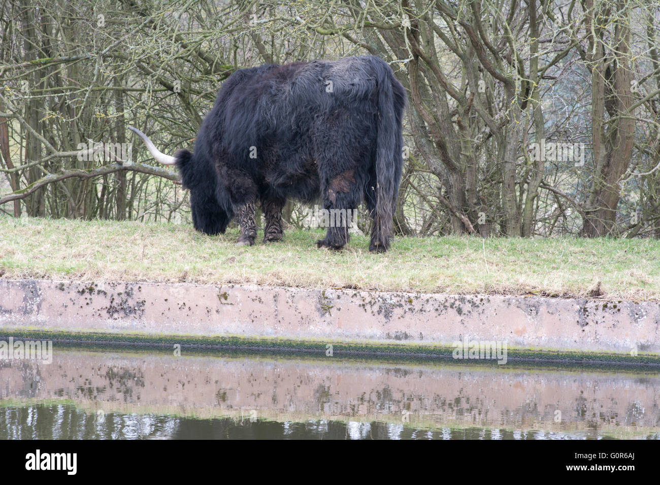 Nero mucca Longhorn Foto Stock