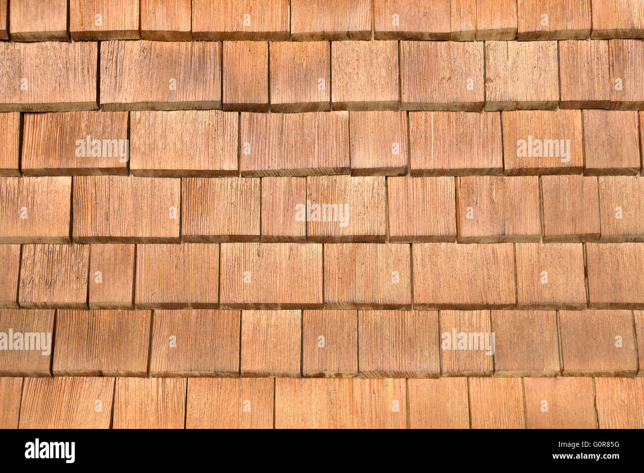 Herpes zoster marrone Foto Stock