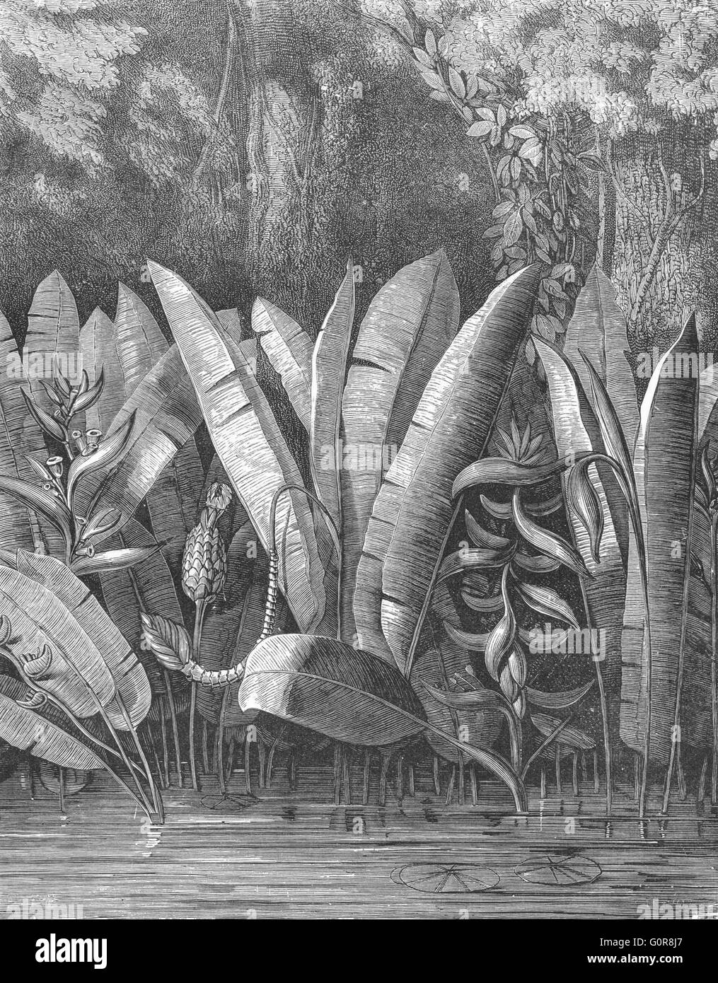 Messico: laguna tropicale, antica stampa c1880 Foto Stock