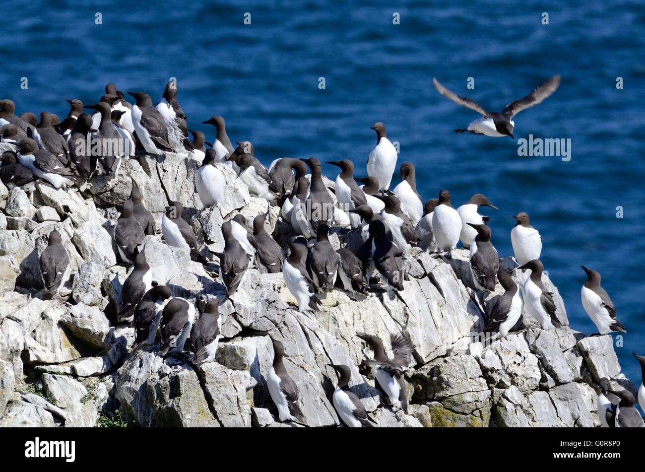 Guillemot colony Uria aalge su Elegug pile pila di rocce Castlemartin Pembrokeshire Coast National Park in Galles Foto Stock