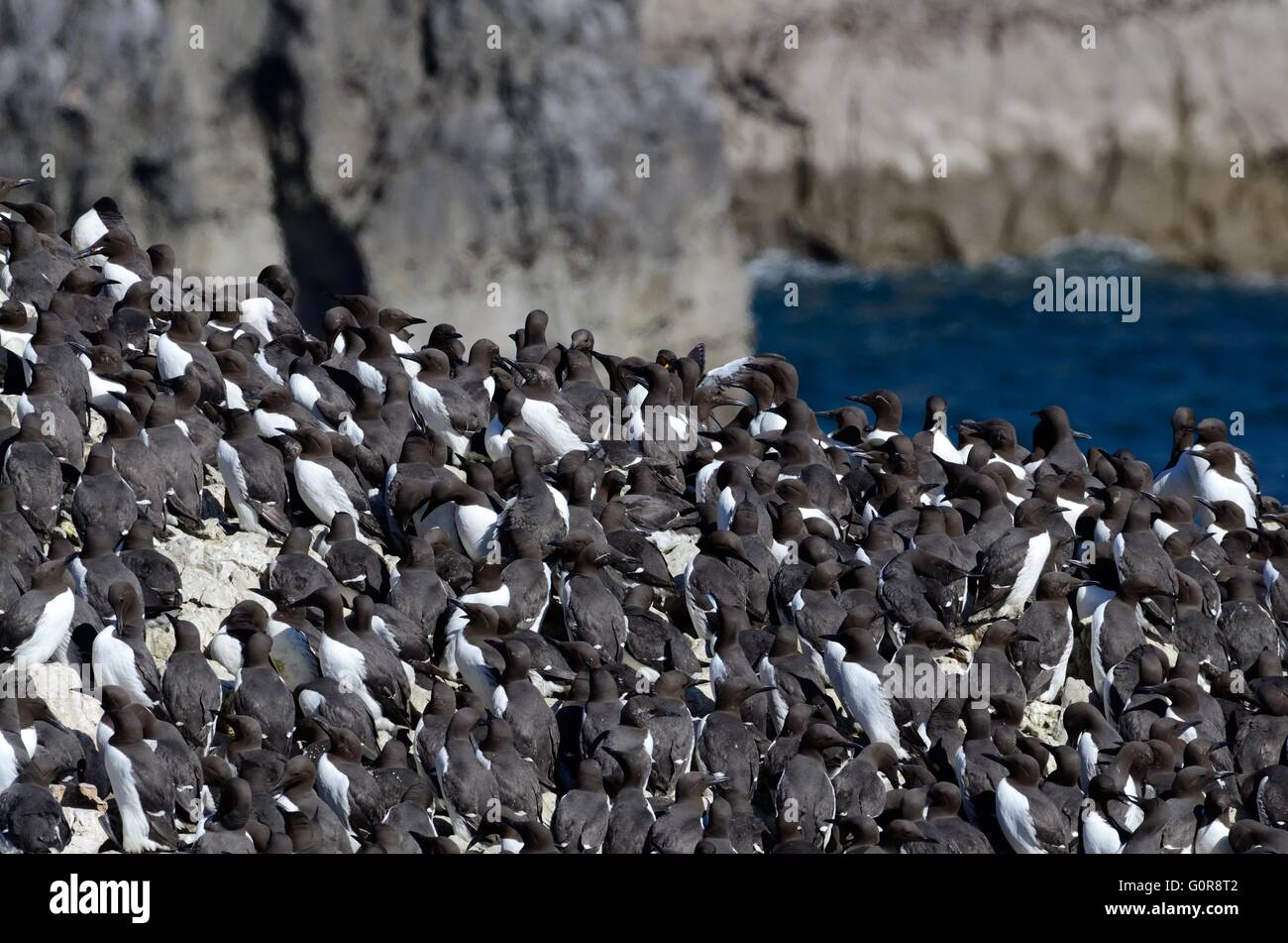 Guillemot colony Uria aalge su Elegug pile pila di rocce Castlemartin Pembrokeshire Coast National Park in Galles Foto Stock