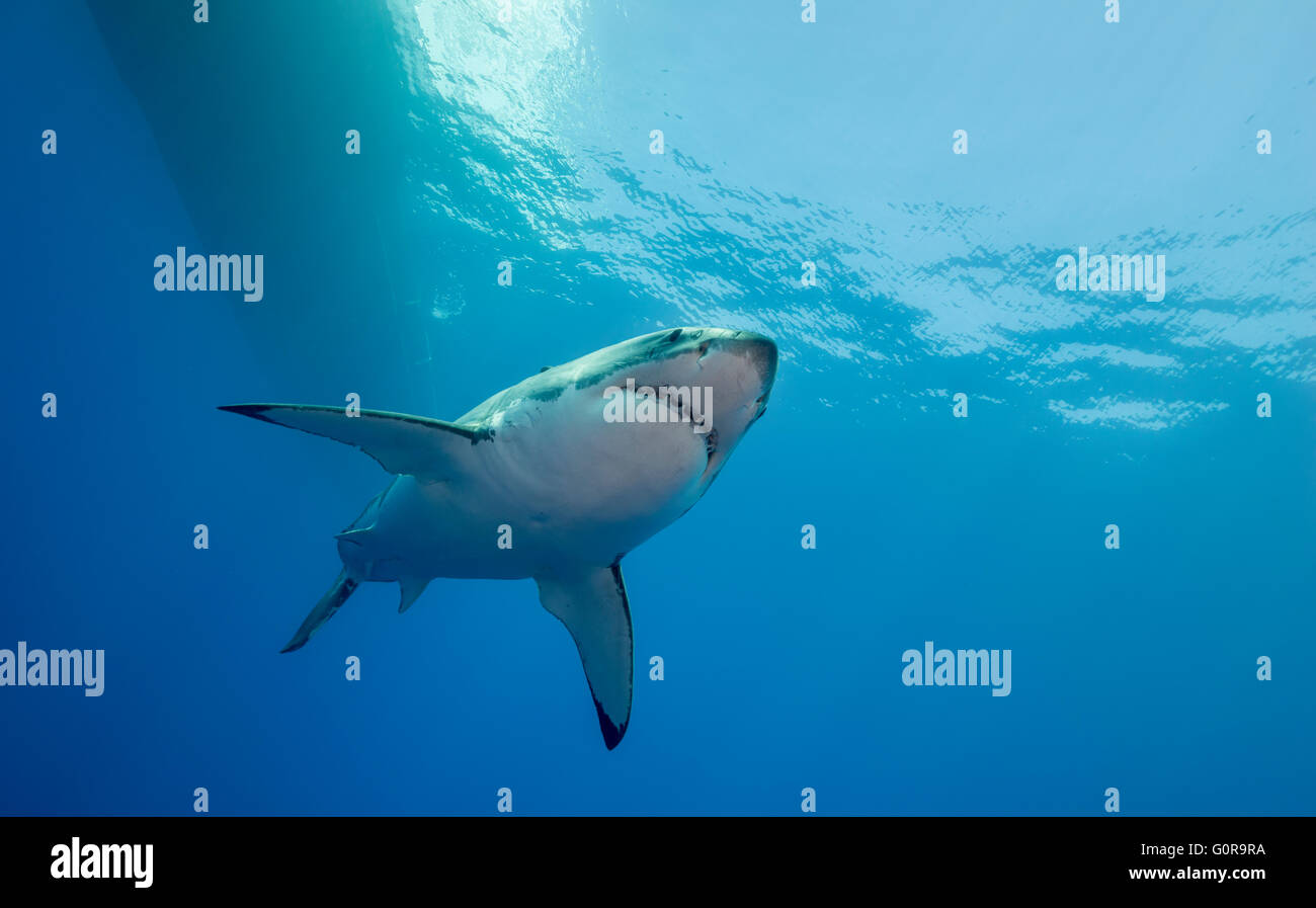 Il grande squalo bianco, Isola di Guadalupe, in Messico Foto Stock