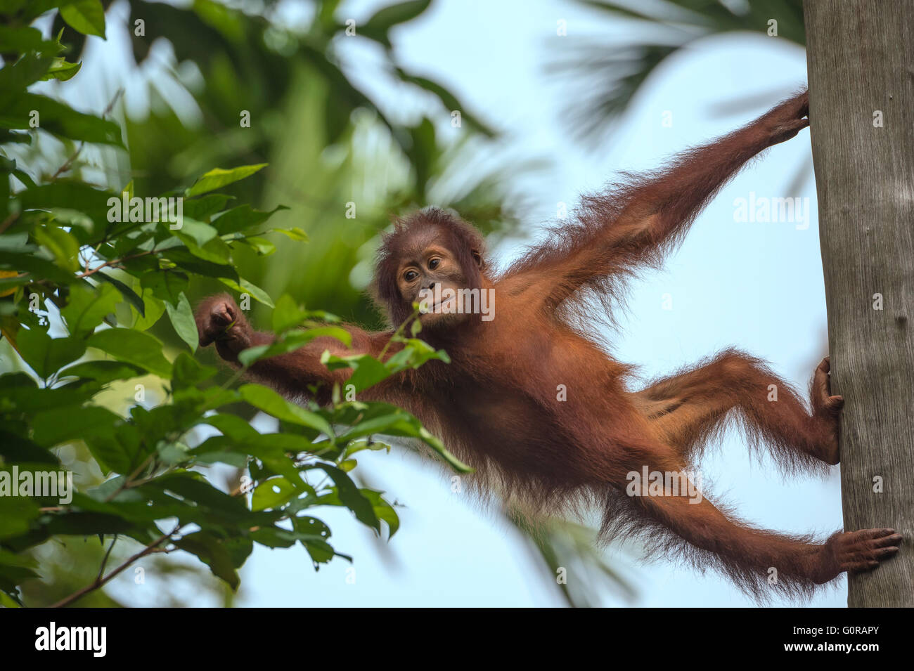 I capretti Bornean Orangutan su un albero e alimentazione su foglie Foto Stock