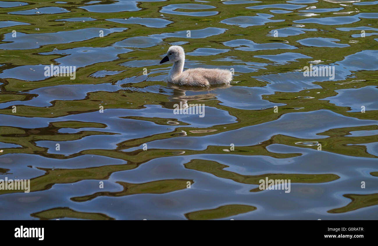 Singolo lonely cygnet nuoto nel lago provocando fluttuazioni nell'acqua Foto Stock