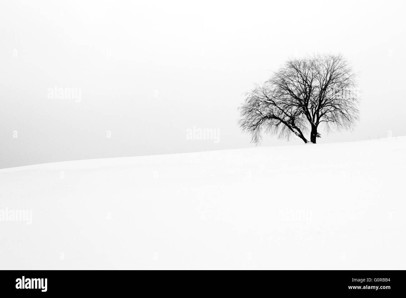 Bella bianca scena invernale con una struttura ad albero Foto Stock