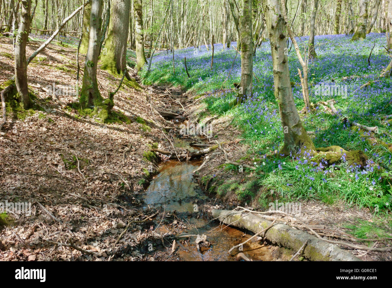 Esecuzione del flusso attraverso un bluebell legno in primavera, Sussex England Regno Unito Foto Stock