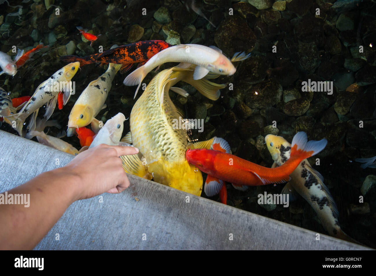 Il grande pesce piccolo stagno Foto Stock