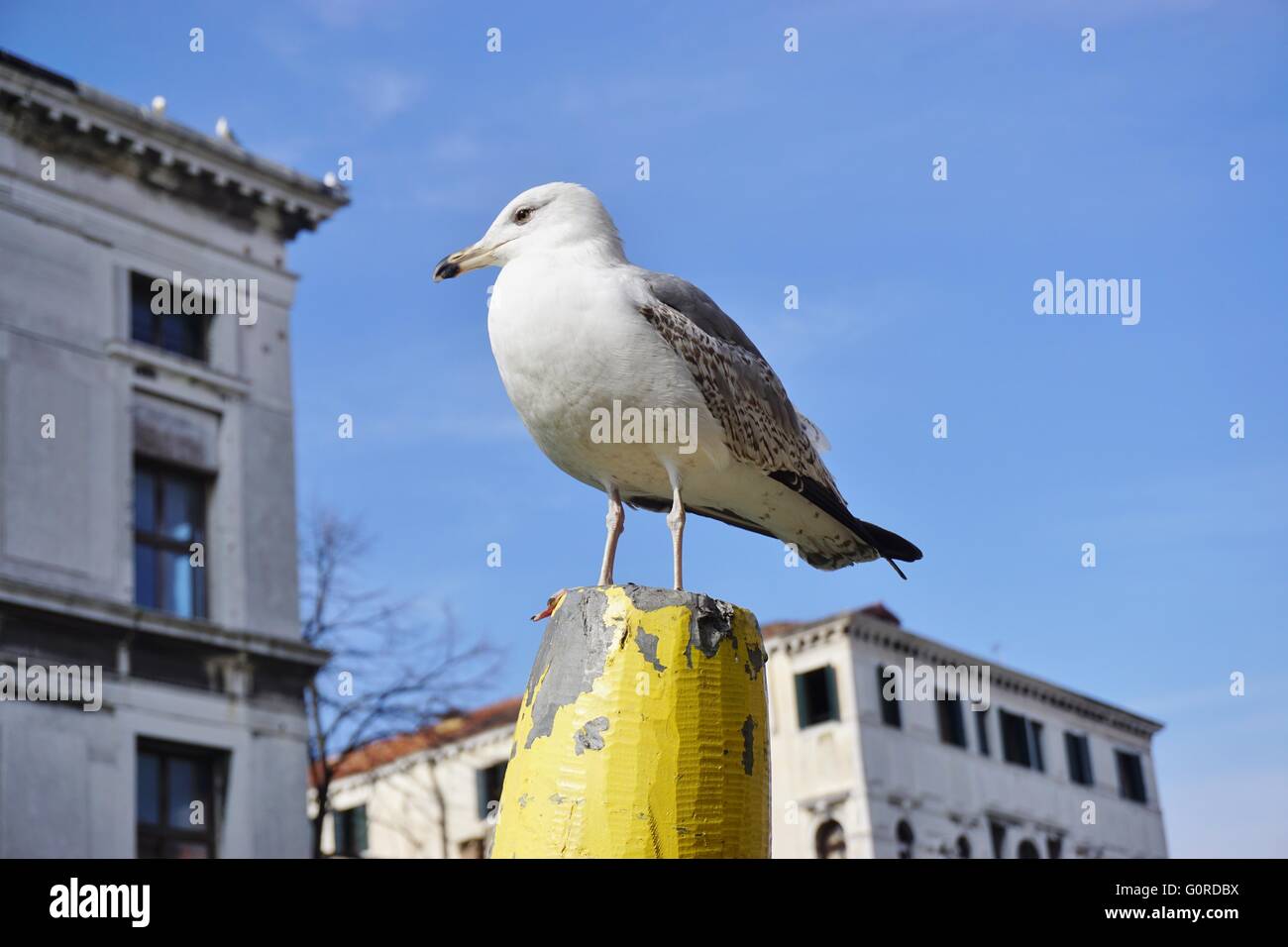 Un gabbiano a Venezia, Italia Foto Stock