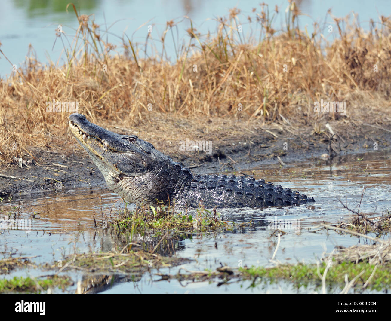 Grandi Bull coccodrillo maschio chiede un compagno nella palude della Florida Foto Stock