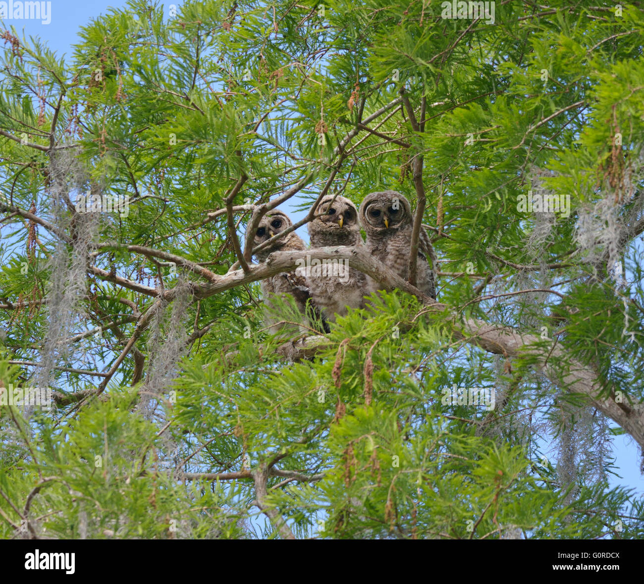 Tre bloccate Owlets appollaiate su un ramo Foto Stock