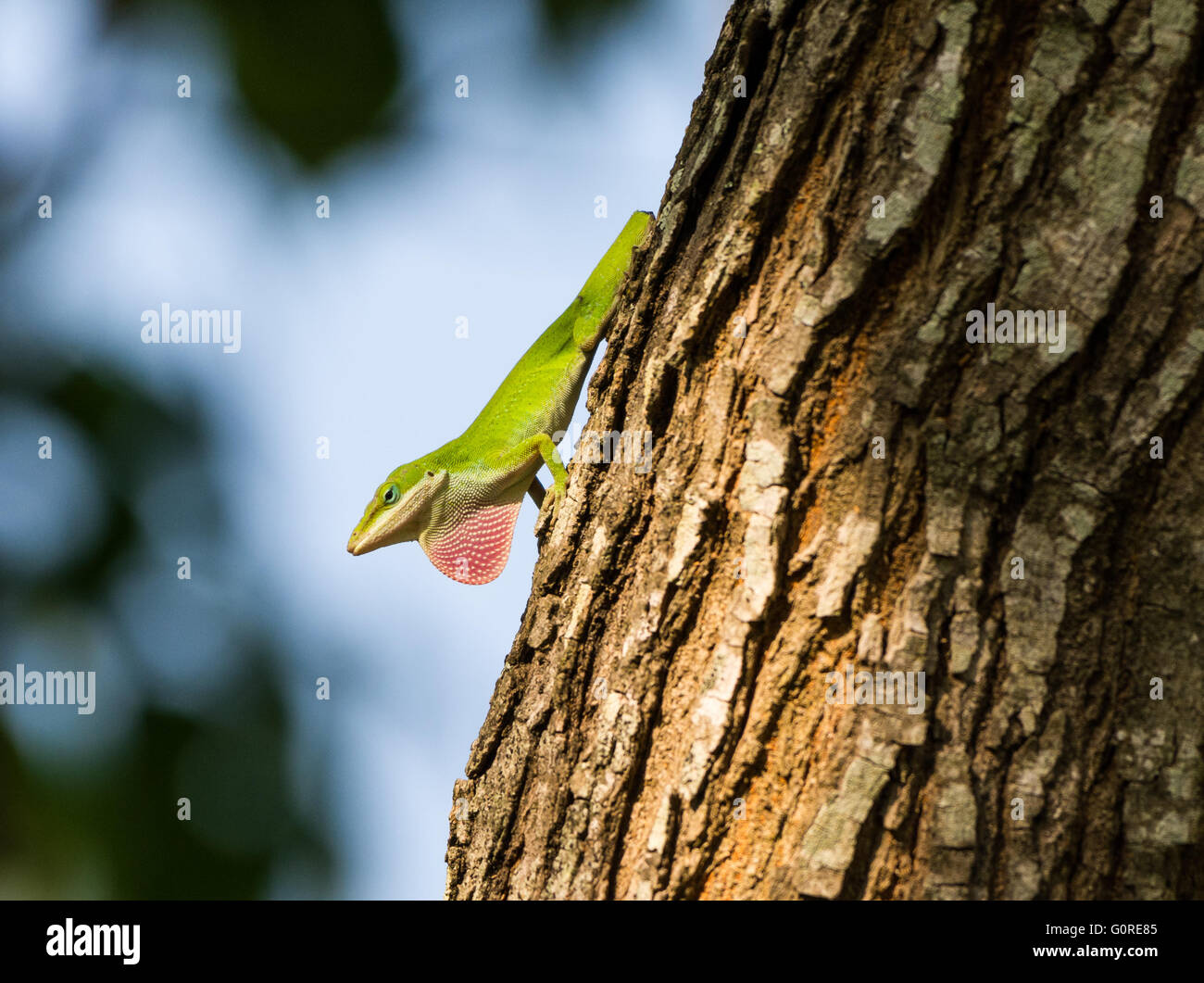 Un verde tailless Anole (Anolis carolinensis) mostra il suo coloratissimo pagliolaia. Texas, Stati Uniti d'America. Foto Stock