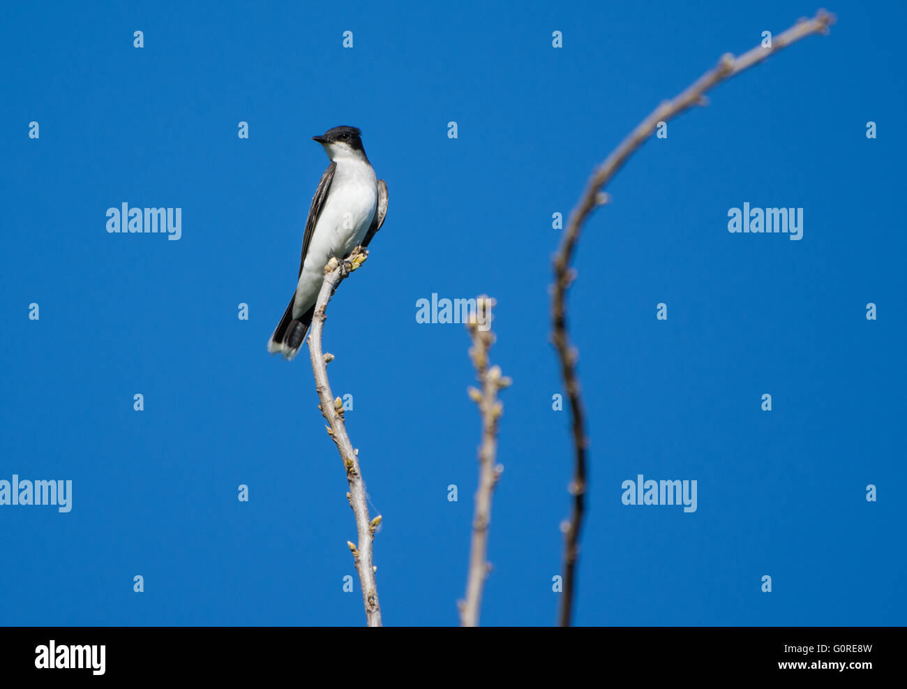Un orientale Kingbird (Tyrannus tyrannus) appollaiato su un ramo. Alta Isola, Texas, Stati Uniti d'America. Foto Stock