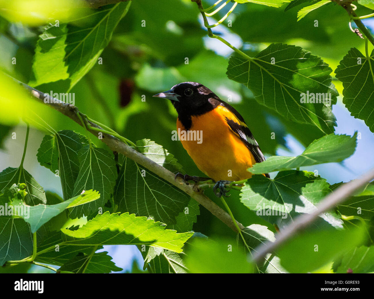 A Baltimora Rigogolo (Icterus galbula)appollaiato su un ramo di gelso. Alta Isola, Texas, Stati Uniti d'America. Foto Stock