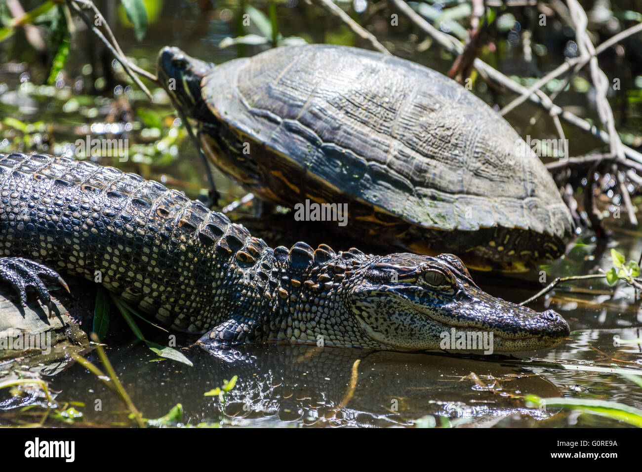 Una coppia di amici del rettile, una tartaruga e un alligatore, a prendere il sole accanto all'altra. Alta Isola, Texas, Stati Uniti d'America. Foto Stock