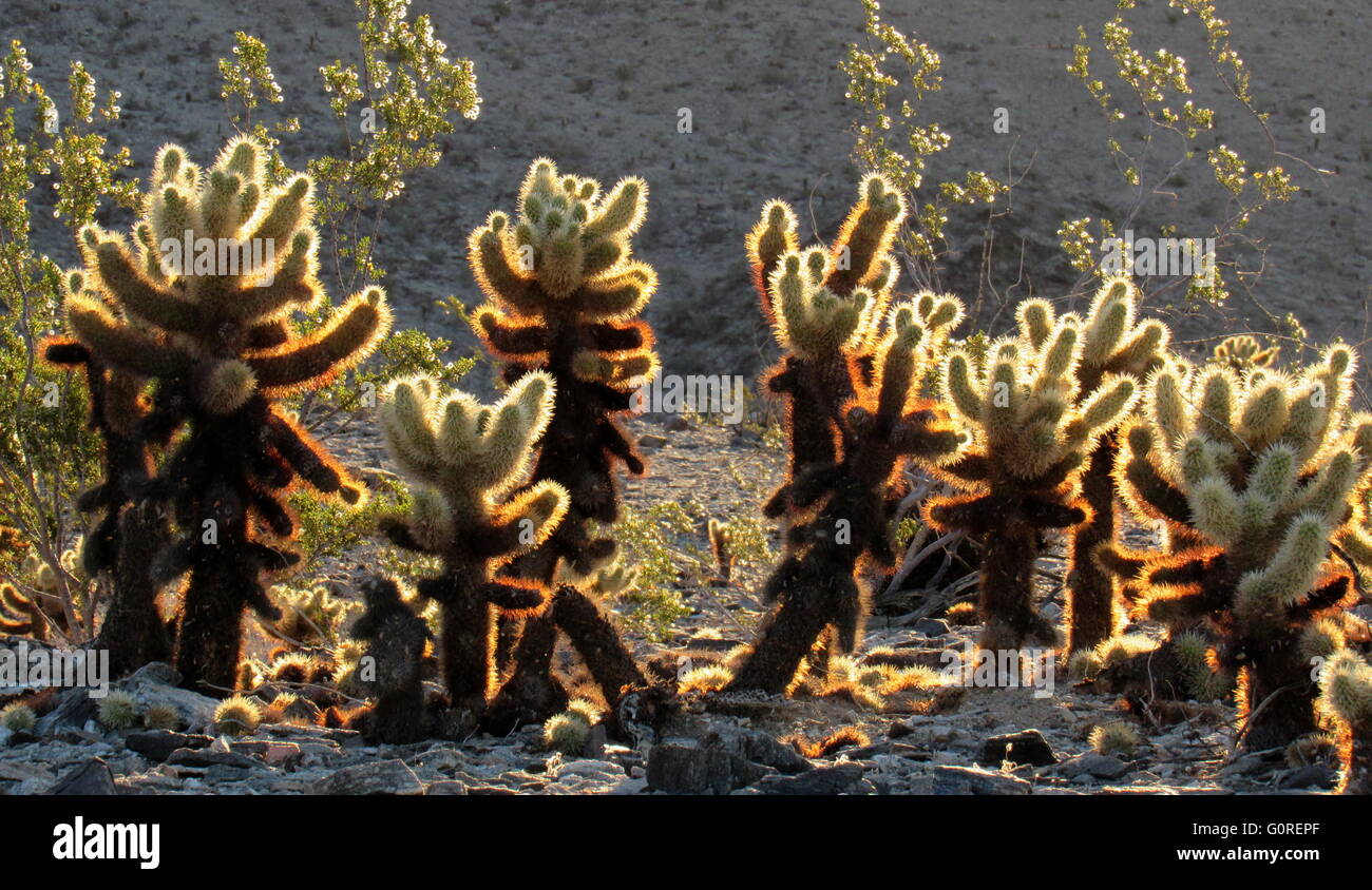 Cholla Cactus illuminazione famiglia insieme nel deserto sole al mattino Foto Stock