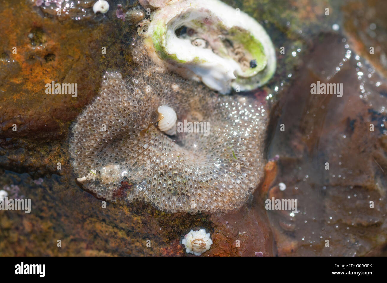 Una patch di incrostanti Oshurkovia Bryozoan littoralis su una roccia a speranza Gap in East Sussex Foto Stock