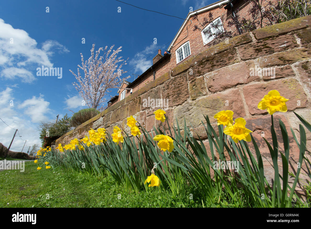 Villaggio di Churton, Cheshire, Inghilterra. Molla di pittoresca vista della strada cottages in Churton della pompa Lane. Foto Stock