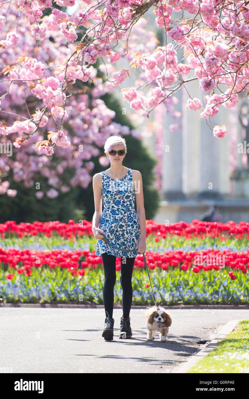 Uno studente Ragazza donna cammina un cane attraverso rosa fiori di ciliegio in giardini Alexandra, Cathays Park, Cardiff. Foto Stock