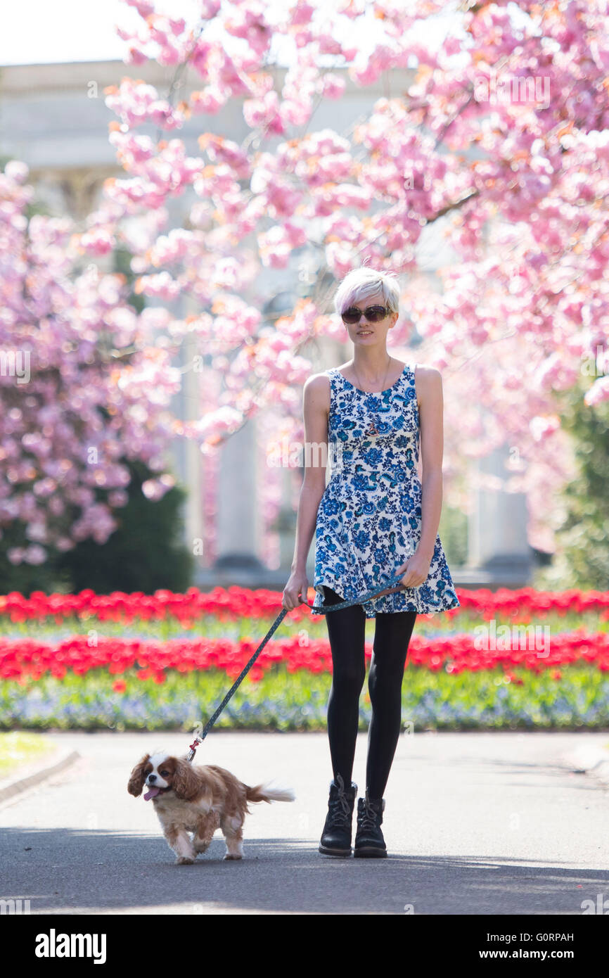 Una studentessa cammina il suo cane vicino rosa alberi in fiore in un giorno caldo e soleggiato a Cardiff, nel Galles del Sud. Foto Stock