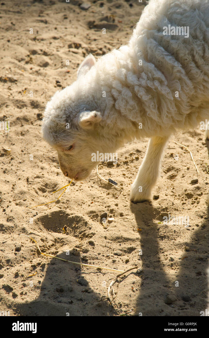 Giovane agnello nella sabbia Foto Stock