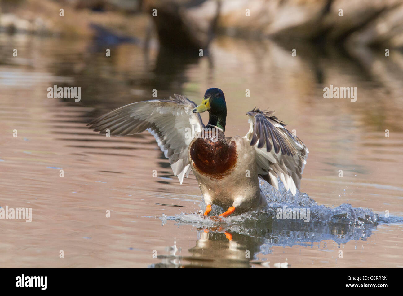 Mallard duck atterraggio maschio Foto Stock