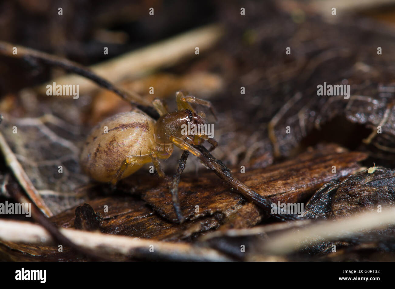 Specie Clubiona ragno femmina. Probabilmente comta Clubiona, nella famiglia Clubionidae tra foglia sulla lettiera wasteground NEL REGNO UNITO Foto Stock