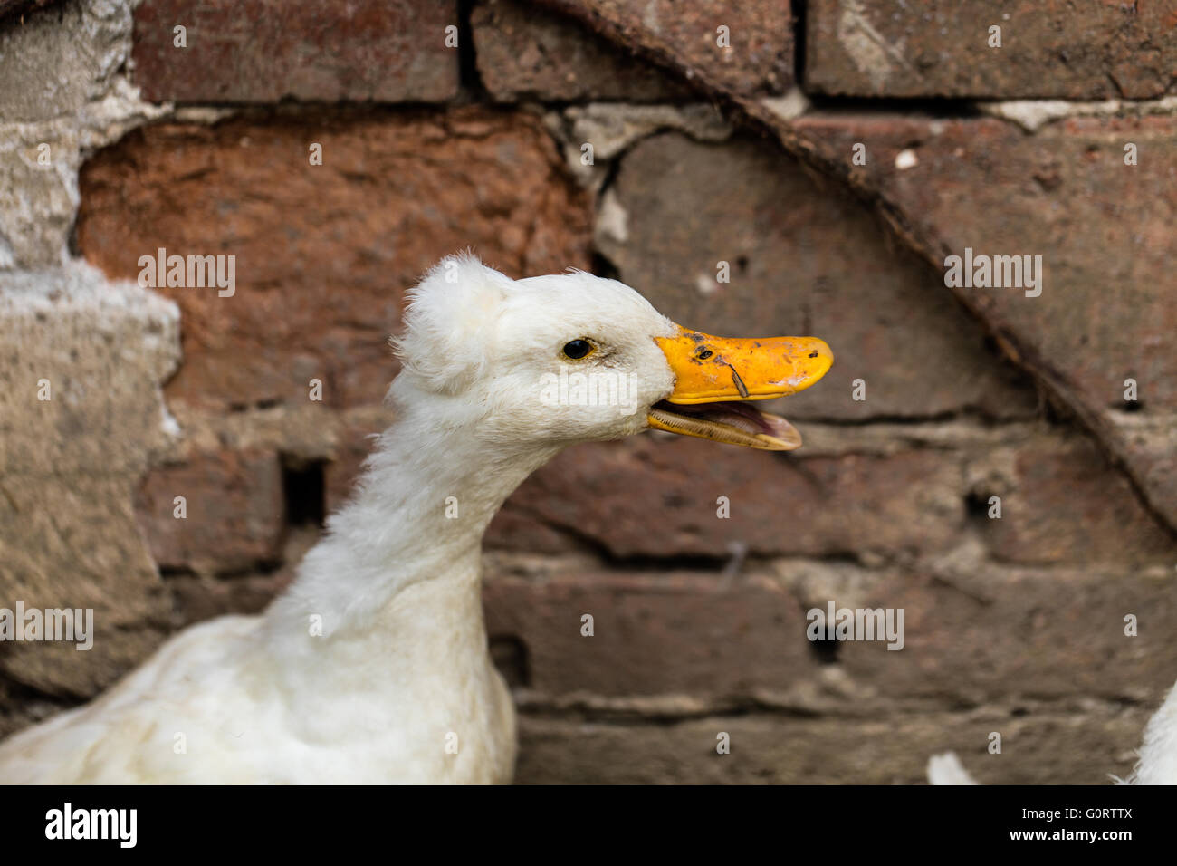 Le anatre domestiche crestato bianco Foto Stock