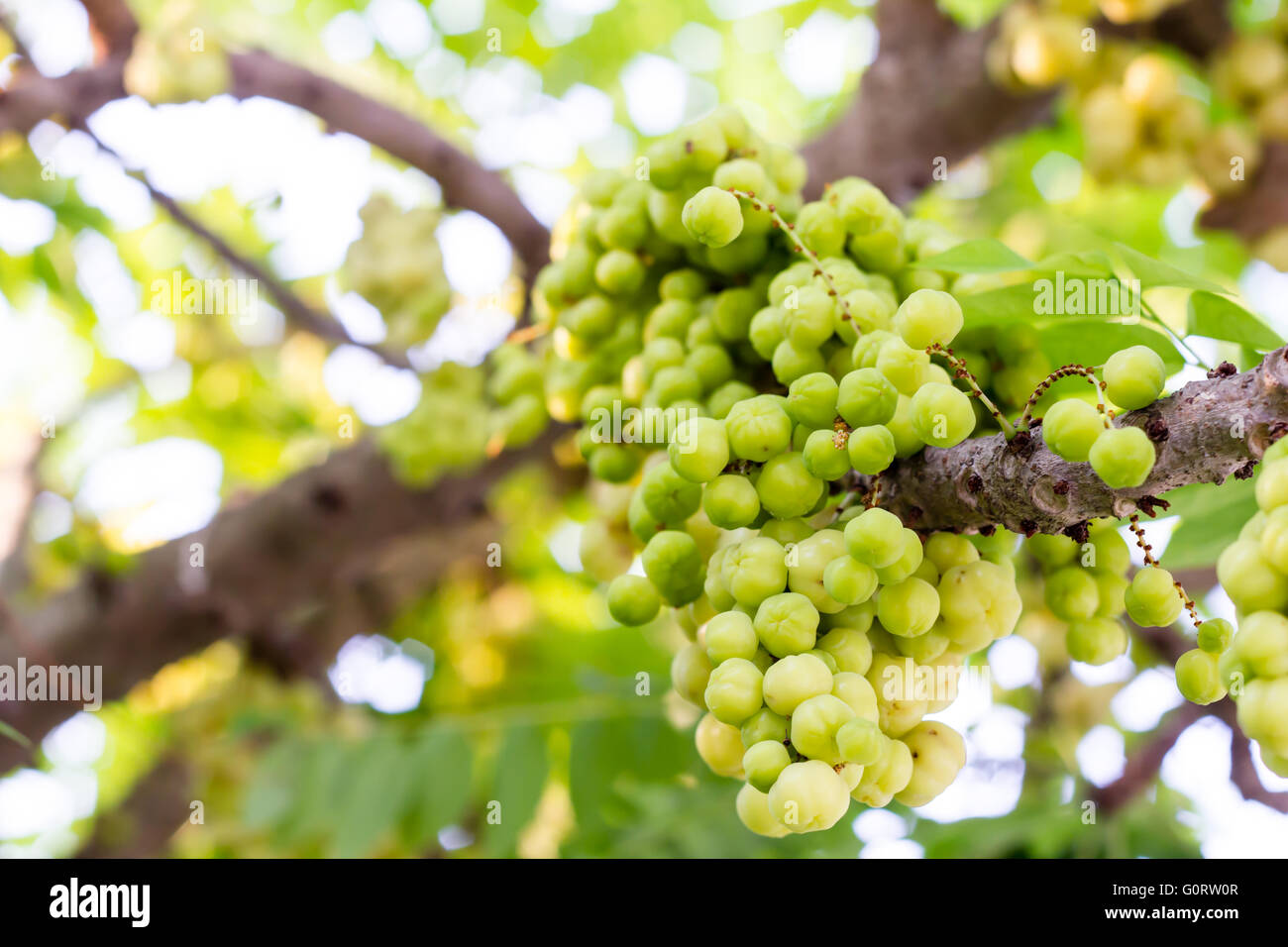 Stella fresca Uva spina sull'albero nel giardino Foto Stock