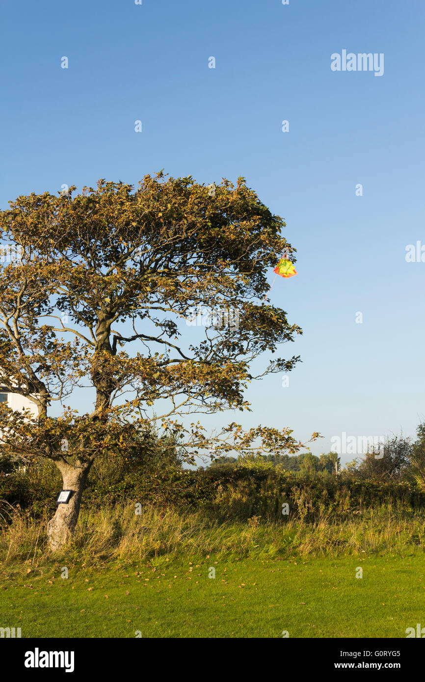 Per bambini di colore giallo brillante e di colore arancione toy kite bloccati in alto in una struttura ad albero in corrispondenza del bordo di un campo in Lancashire, Regno Unito. Foto Stock