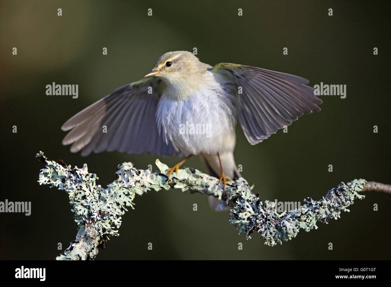 Willow Warbler, con ali sollevate Foto Stock