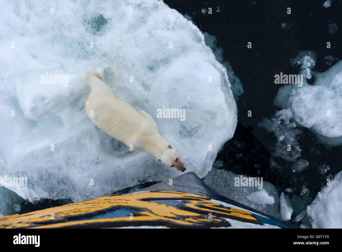 Uno macchiato di sangue orso polare in piedi molto vicino a MS a Stoccolma nel pack ice off Austfonna su Nordaustlandet, Svalbard Foto Stock