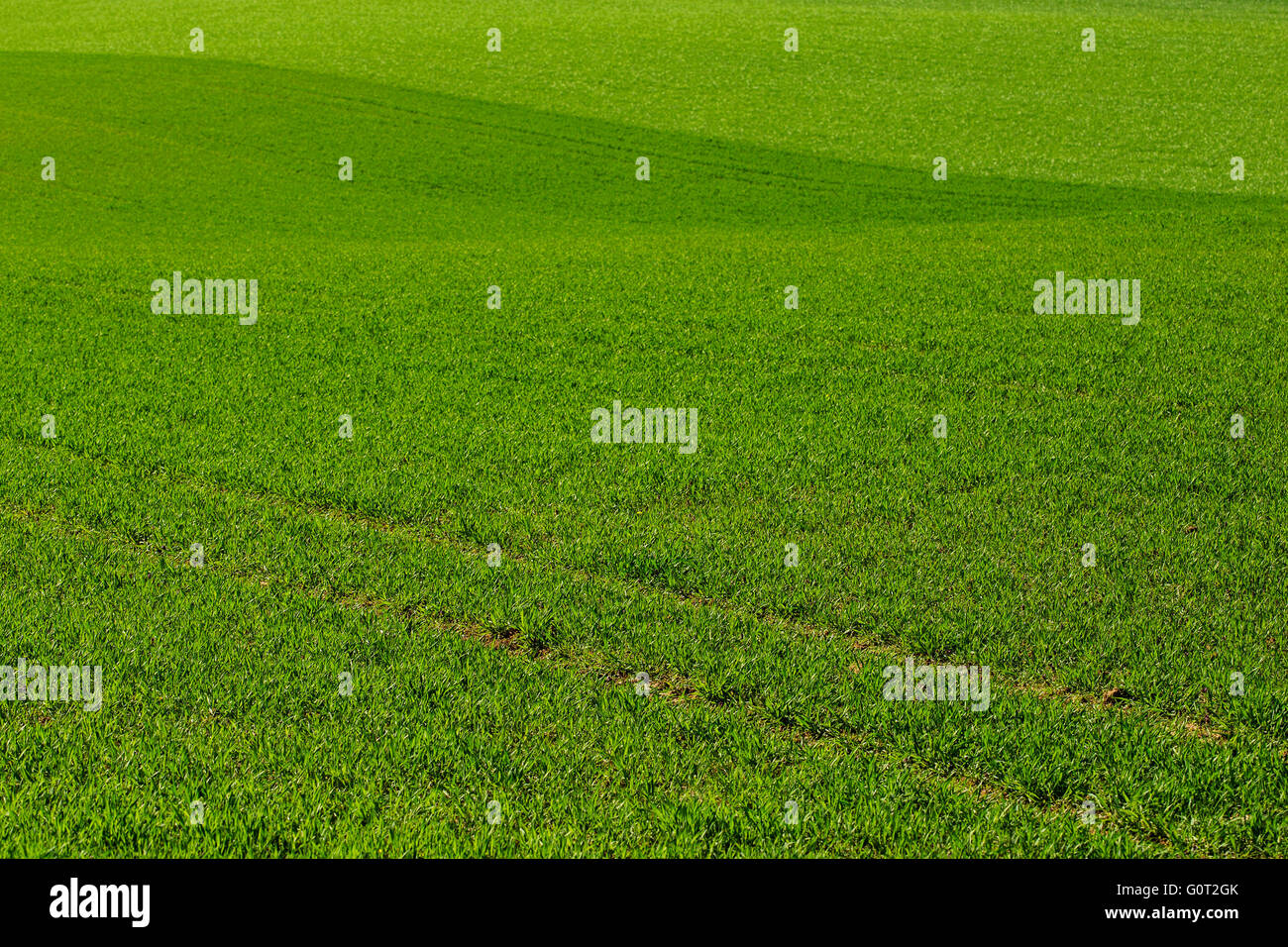 Terreni coltivati con bell'erba. Foto Stock