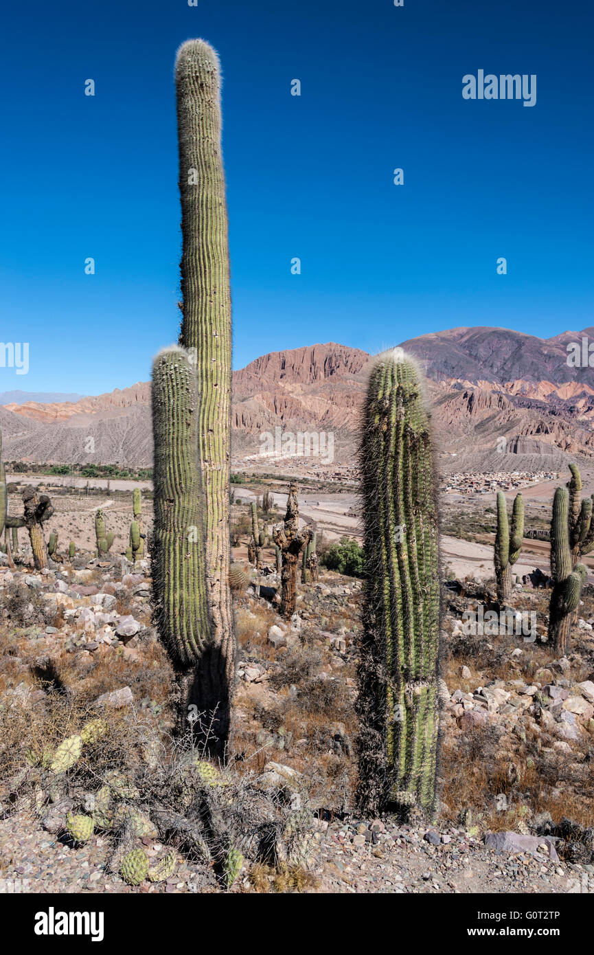 Valle pittoresca della Quebrada de Humahuaca, centrale Ande Altiplano, Argentina Foto Stock