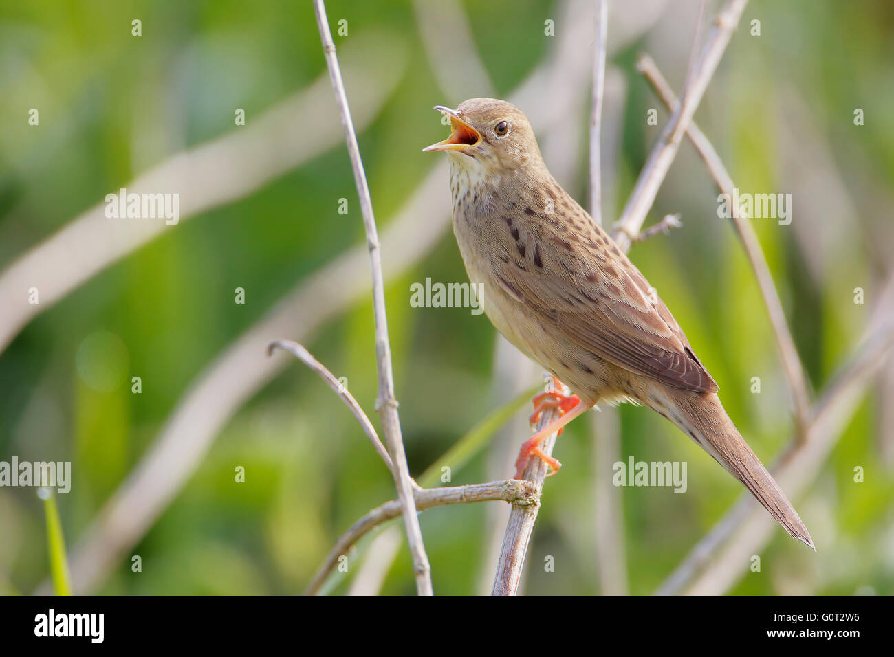 Grasshopper comune trillo (Locustella naevia) cantare in reed, Paesi Bassi Foto Stock