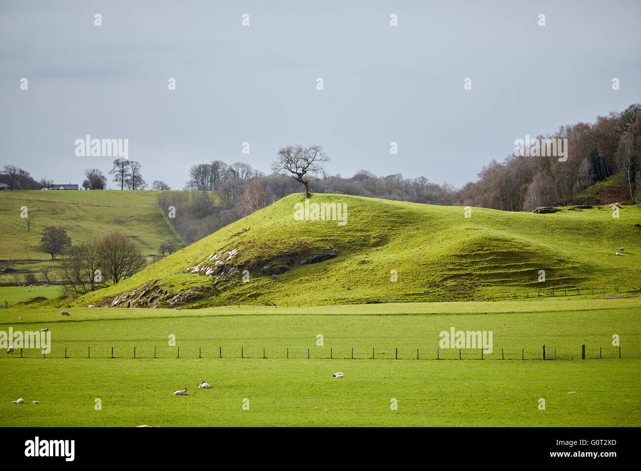 Whalley un grande villaggio in Ribble Valley sulle rive del fiume Calder nel Lancashire. Agriturismo a pascolo in Calder Vally Foto Stock