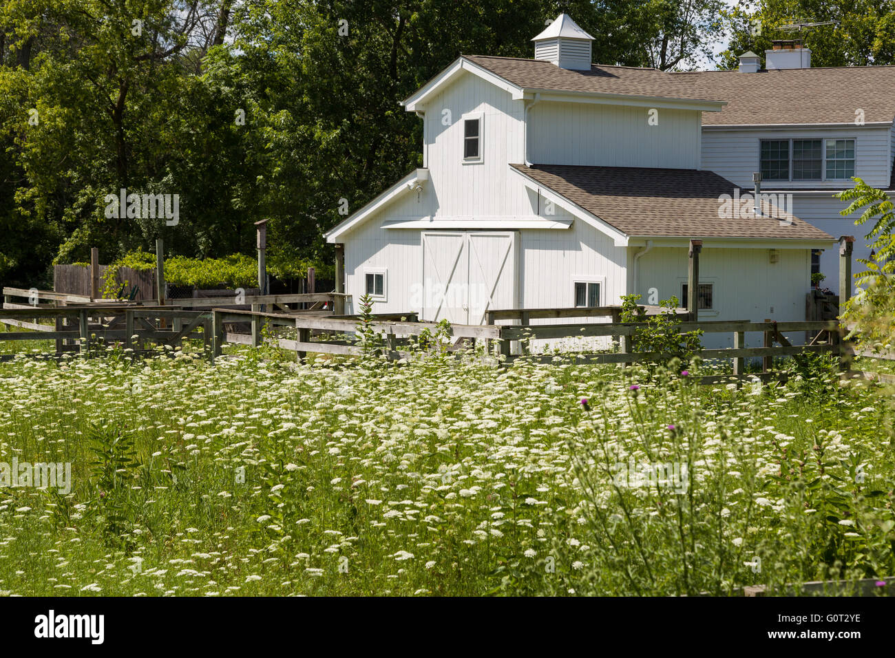 Un piccolo fienile di cavalli e un campo di fiori selvatici di Glenview, Illinois, Stati Uniti d'America. Foto Stock