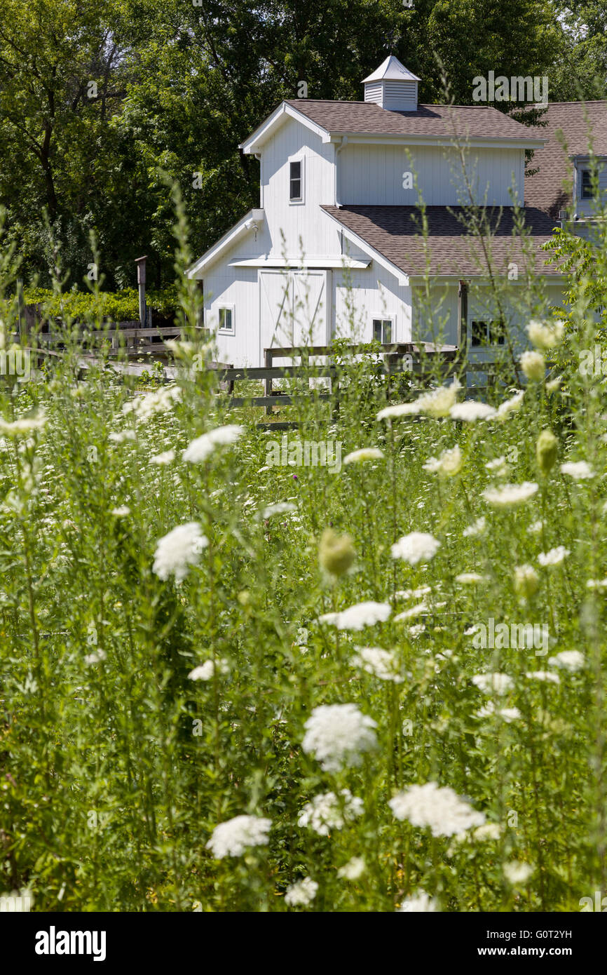 Un piccolo fienile di cavalli e un campo di fiori selvatici di Glenview, Illinois, Stati Uniti d'America. Foto Stock