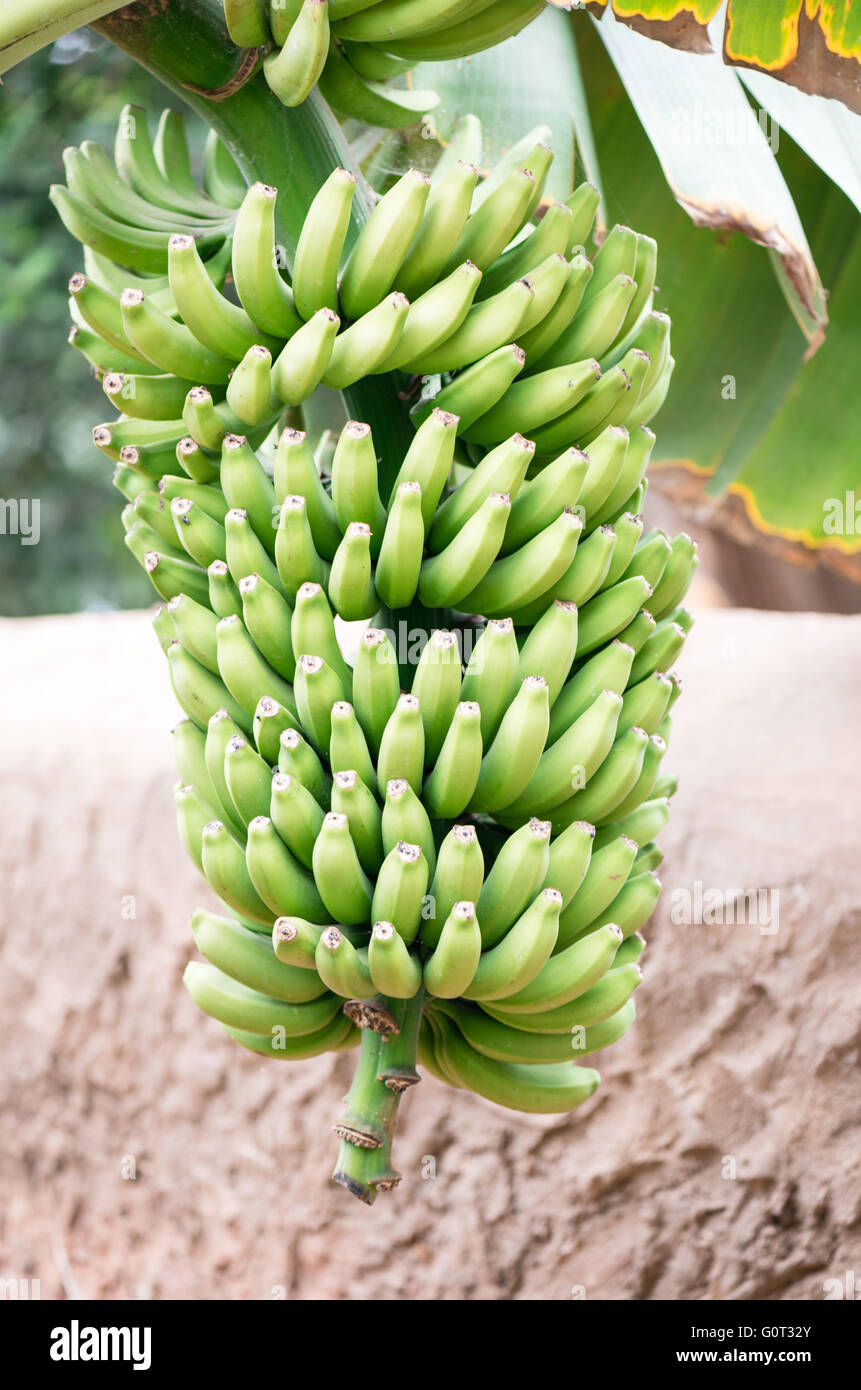 Albero di banana con un mazzetto di crescente maturazione banane verdi Foto Stock