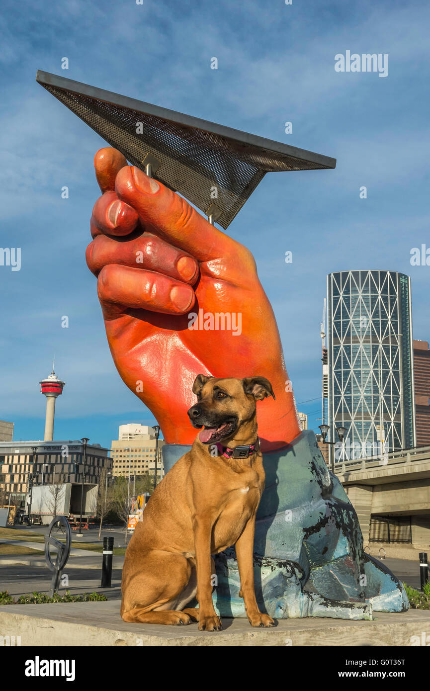 Pastore/Boxer cross cane, East Village, Calgary, Alberta, Canada Foto Stock