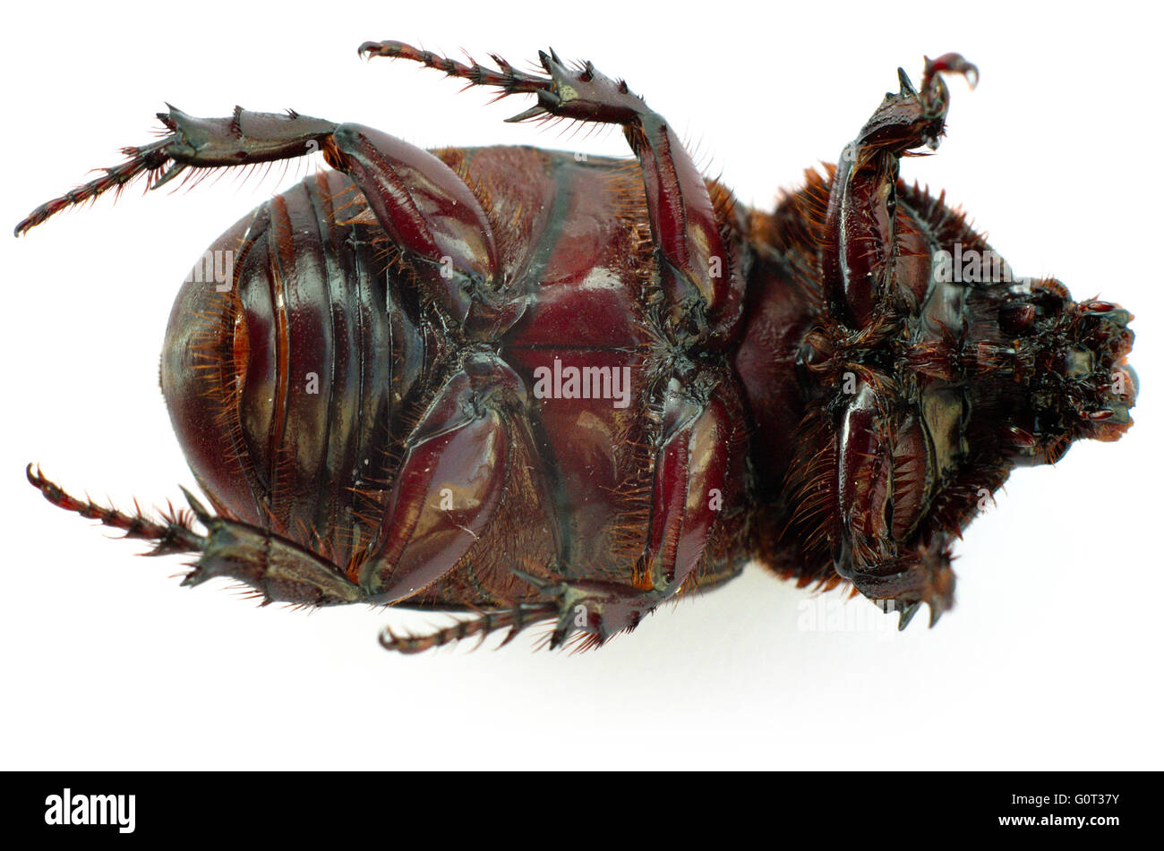 La parte inferiore di un asiatico scarabeo rinoceronte (cocco beetle) su sfondo bianco. Foto Stock