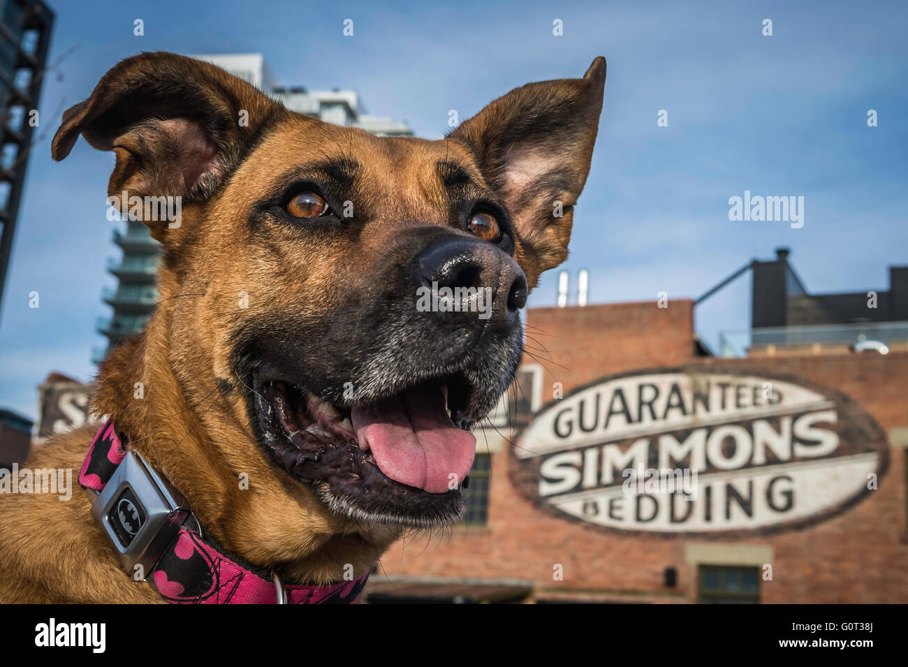 Pastore/boxer di razza cane, con un collare di Batman, East Village, Calgary, Alberta, Canada Foto Stock