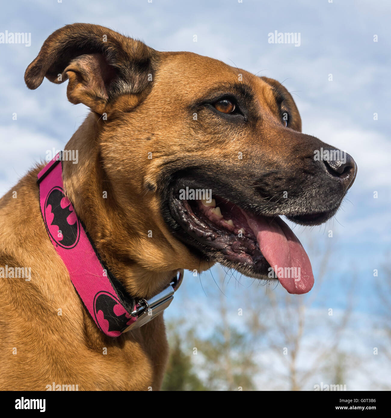 Pastore/boxer di razza cane, con un collare di Batman, East Village, Calgary, Alberta, Canada Foto Stock